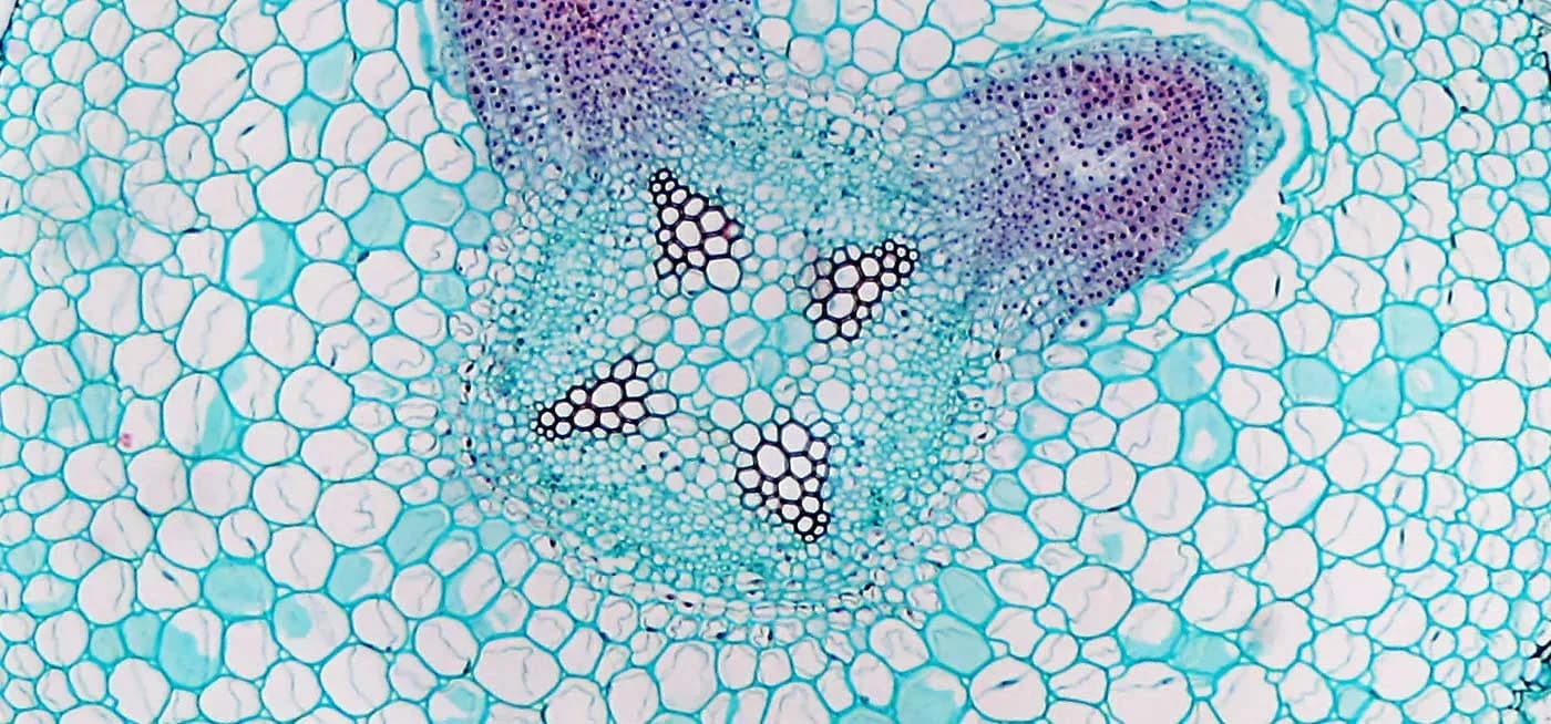 Cell structure